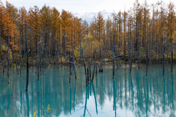 istock Yellow leaves and blue pond in Biei 1270759373