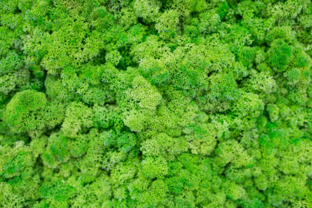 istock Texture of green eco-friendly moss closeup 1270759387