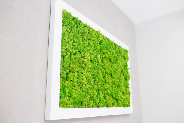 zielony mech na ścianie w postaci obrazu. piękna biała ramka na zdjęcie. ekologia - fotografika obrazy zdjęcia i obrazy z banku zdjęć