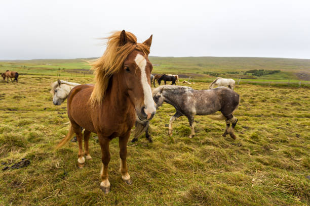 istock Icelandic horses grazing on natural pasture, Iceland. 1270759727