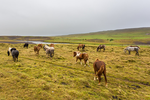 Icelandic horses grazing on natural pasture, rural landscape, eastern Iceland