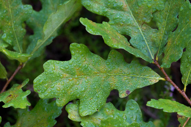 istock green oak leaves with morning dew closeup selective focus 1270761440
