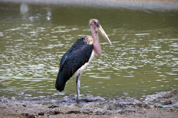 une cigogne de marabou, leptoptilos crumeniferus , oiseau près d’un marais - animal beak bird wading photos et images de collection