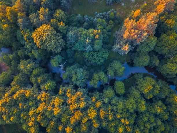 istock Summer warm sun light forest aerial view 1270763180