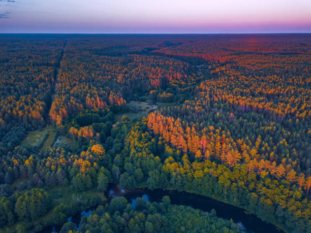 istock Summer warm sun light forest aerial view 1270763708