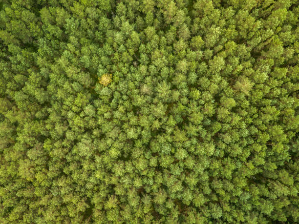 istock Green pine forest in the evening, aerial view 1270763864