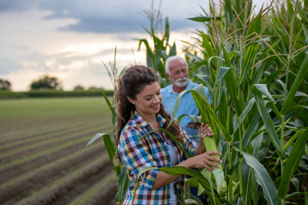 istock Farmers checking corn quality in field 1270764484