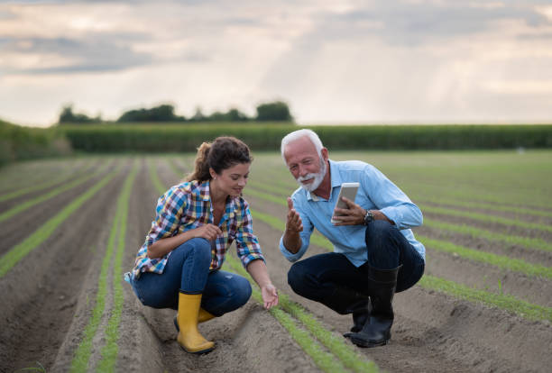 istock Farmers checking carrot quality in field 1270764495