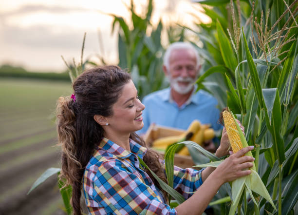 istock Farmers checking corn quality in field 1270764615