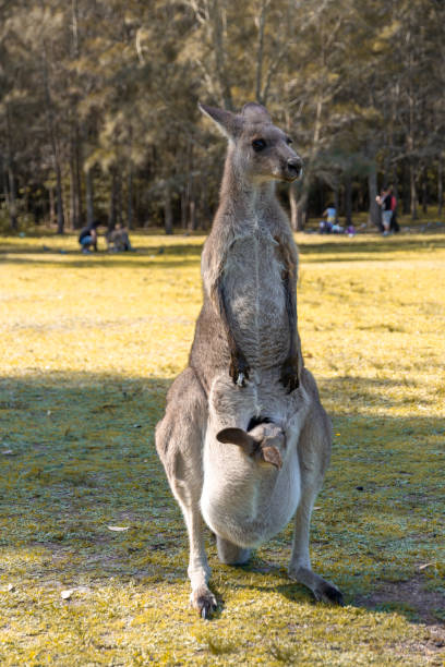 Eastern Grey Kangaroo Female With a Baby Joey in Pouch, New South Wales, Australia