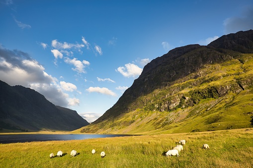 sheeps on a meadow at Loch Achtriochtan