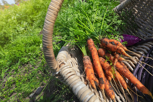 Freshly picked carrots in a basket in a vegetable garden.