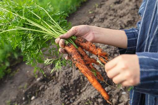 A girl holding freshly picked carrots in a vegetable garden.