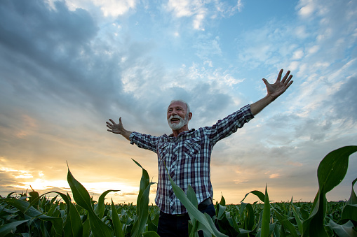 Excited satisfied old man farmer in plaid shirt standing in corn field with outstretched raised arms and feeling very happy
