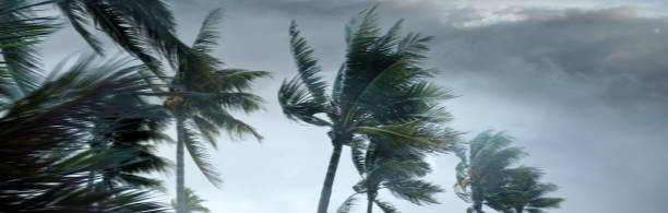 Tropical storm and palm trees over storm clouds Palm tree leaves waving in windy tropical storm over dark clouds tropical storm photos stock pictures, royalty-free photos & images