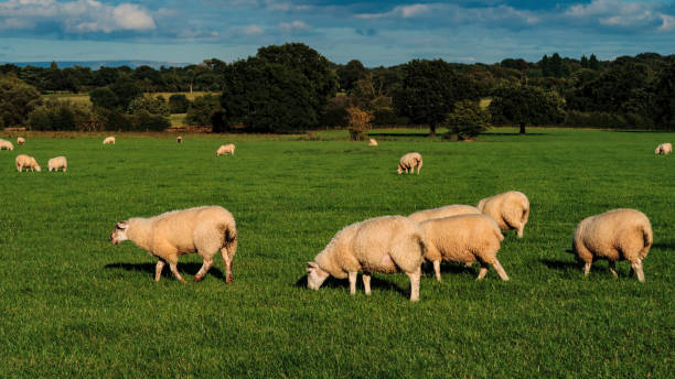 istock Sheep and lamb in the field 1270777476