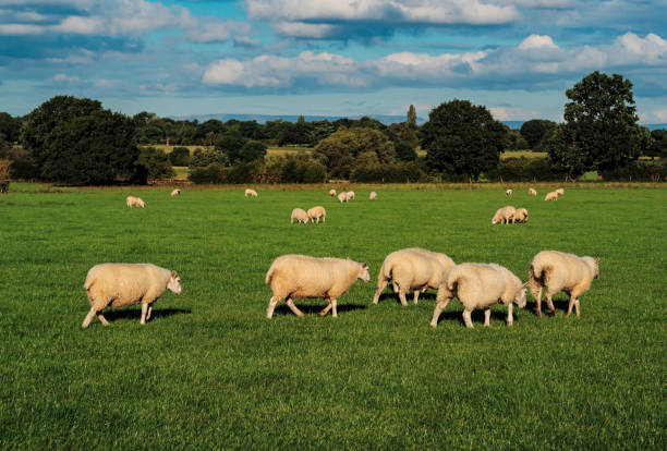 istock Sheep and lamb in the field 1270777499