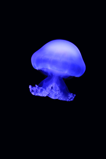 Jellyfish shimmering in blue light, isolated on black