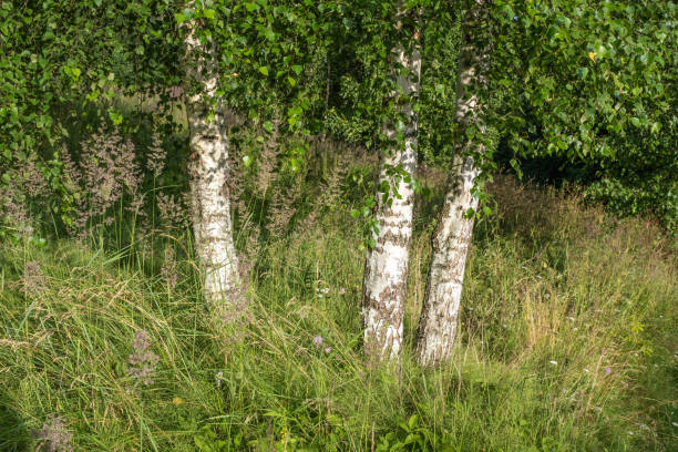 istock Three white birch trunks against a background of tall grass and green leaves. 1270779357
