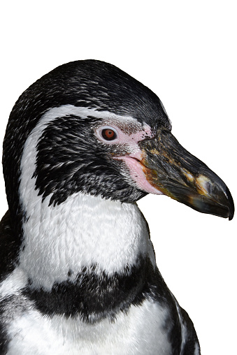 Portrait of a Humboldt penguin (Spheniscus humboldti).Isolated on white background.