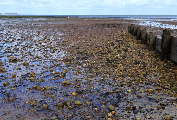 istock Oyster beds, seaweed  and rock pools at Whitstable 1270779692