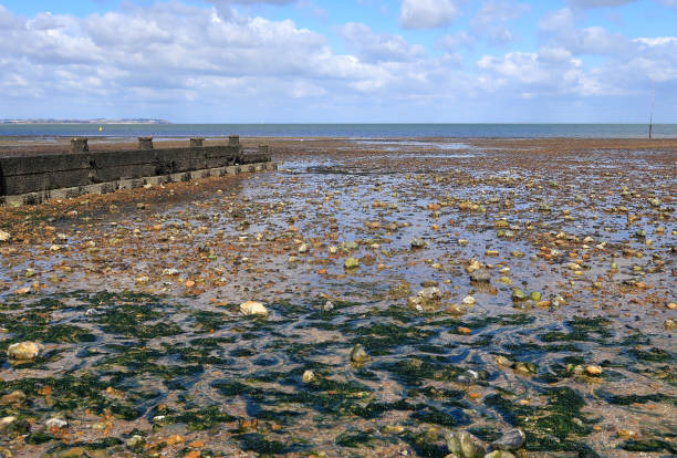 istock Seaweed and rock pools on the pebbled beach at Whitstable 1270779828
