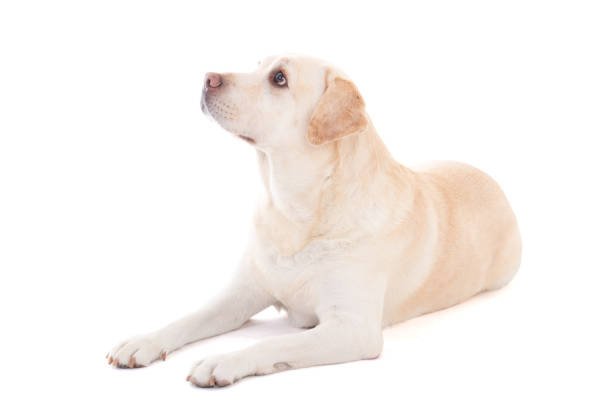 Yellow dog sitting and looking upwards