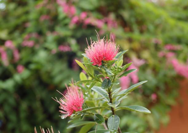 istock The hairy pink flower 1270782645