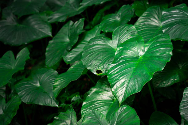 istock Background and texture of tree leaves. 1270785054