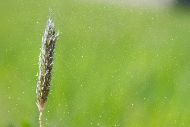 grass spike and pollen in the air. hay fever. seasonal allergy problem. - hay fever imagens e fotografias de stock