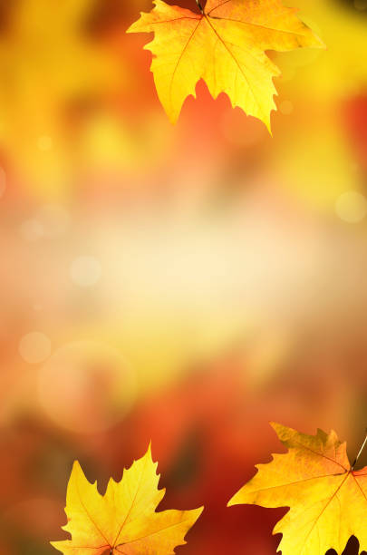 istock Background with group autumn orange leaves. Outdoor. 1270785474