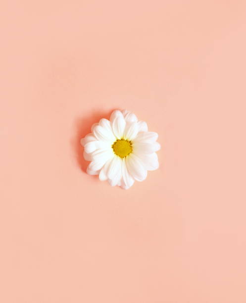 istock White camomiles on a pink background. 1270785618