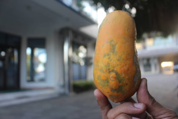 istock Delicious papaya fruit on hand ready to eat 1270789147