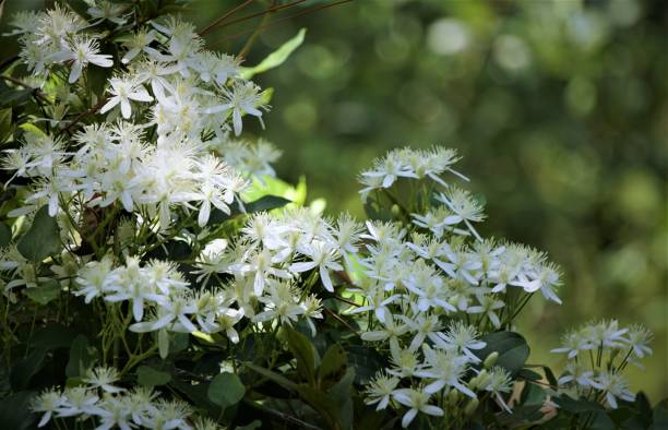 süße herbst clematis blume - waldrebe stock-fotos und bilder