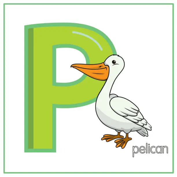 Vector illustration of Vector illustration of a Pelican standing isolated on white background. With the capital letter P for use as teaching materials Let children get to know the English alphabet.