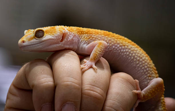 istock Yellow spotted eublefar in human hands. Beautiful tame lizard close up. Macro shooting reptile. 1270791506