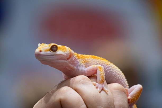 istock Yellow spotted eublefar in human hands. Beautiful tame lizard close up. Macro shooting reptile. 1270791509
