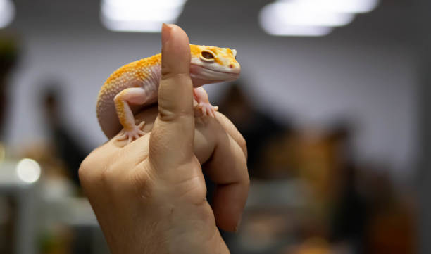 istock Yellow spotted eublefar in human hands. Beautiful tame lizard close up. Macro shooting reptile. 1270791520