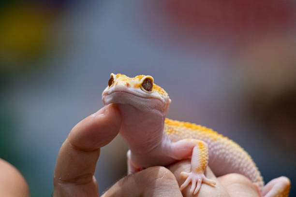 istock Yellow spotted eublefar in human hands. Beautiful tame lizard close up. Macro shooting reptile. 1270791523