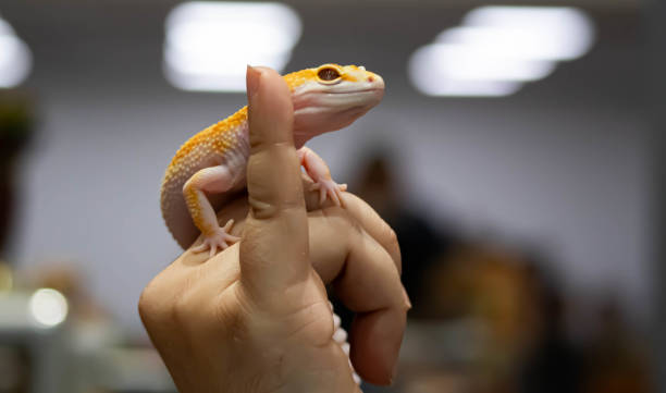 istock Yellow spotted eublefar in human hands. Beautiful tame lizard close up. Macro shooting reptile. 1270791527