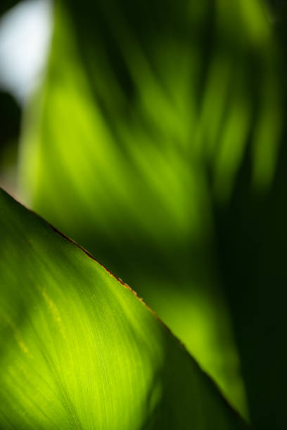 istock Close-up Tropical Plant Leaf 1270792040