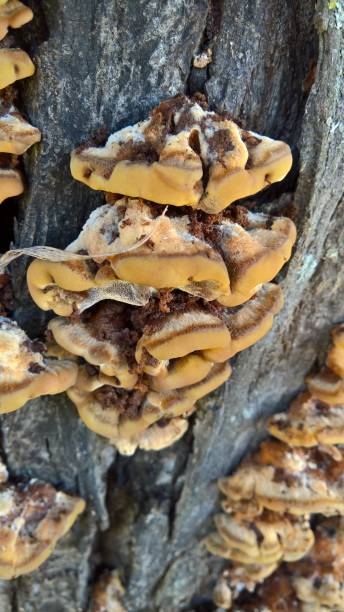 istock Brown Fungus Growing on a Tree Trunk 1270794997