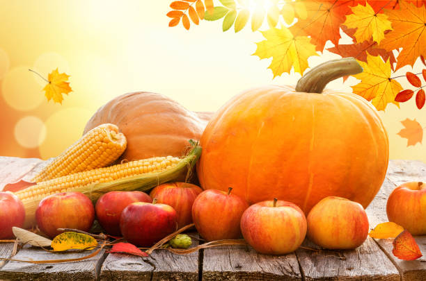 Thanksgiving with pumpkins apples and corn on old rustic wooden table. Autumn harvesting background