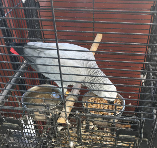 istock African grey parrot in dirty cage 1270796441