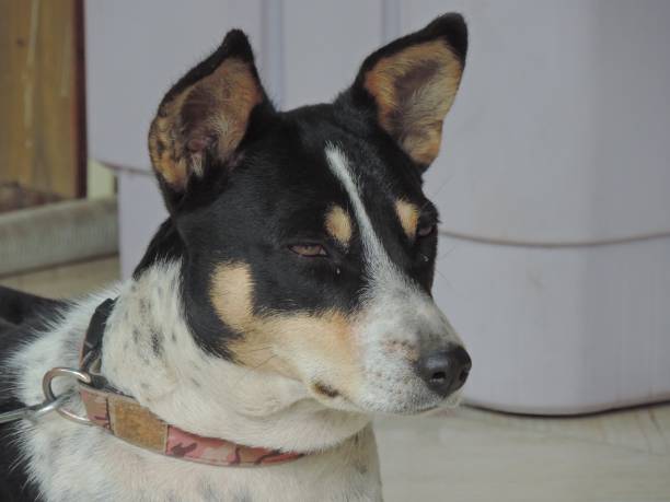 Little lonely dog, in need of love