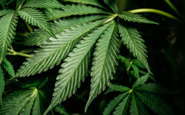 istock Cannabis Marijuana leaves background, medical plants 1270798249