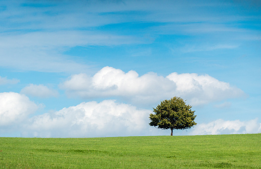 Single, free-standing tree in a green grassland, against a blue sky with clouds. Copy space