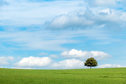 Single, free-standing tree in a green grassland, against a blue sky with clouds. Copy space