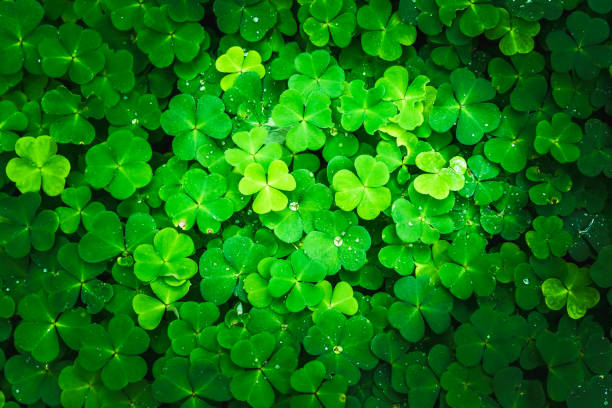 istock Bright green clover leaves. Textures and backgrounds for designers 1270798978