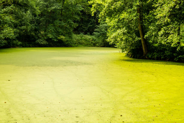 Green algae on a pond in nature Green algae on a pond in nature lake grunge stock pictures, royalty-free photos & images